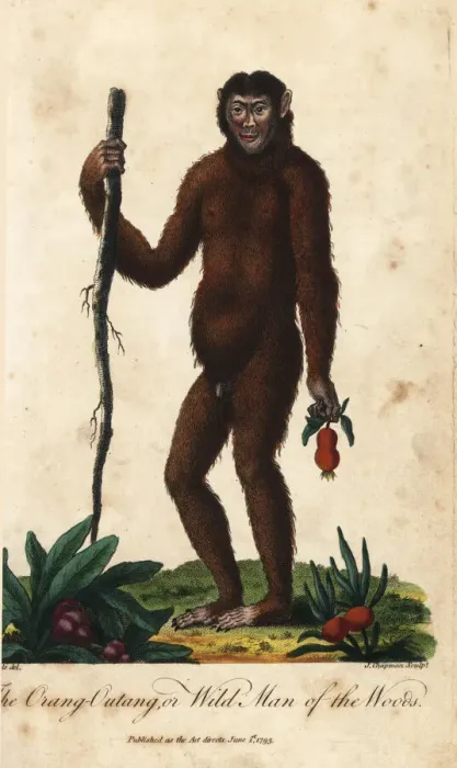 Framed Print : Bornean orangutan, Pongo pygmaeus. Endangered Framed Print : Bornean orangutan, Pongo pygmaeus. Endangered