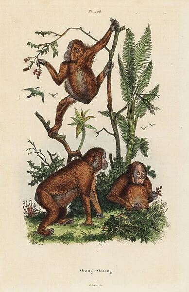 Bornean orangutans, Pongo pygmaeus. Critically endangered