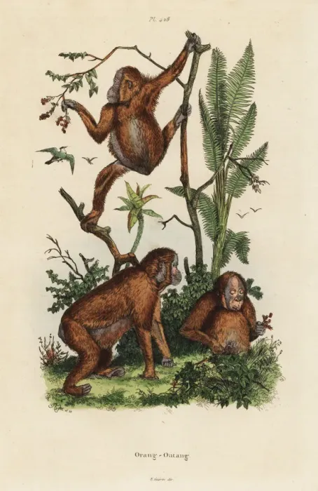 Framed Print : Bornean orangutans, Pongo pygmaeus. Critically endangered Framed Print : Bornean orangutans, Pongo pygmaeus. Critically endangered