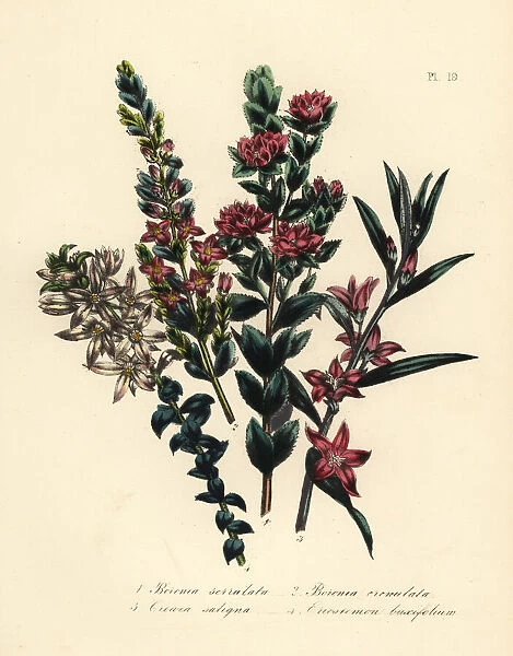 Boronia, crowea, and eriostemon species