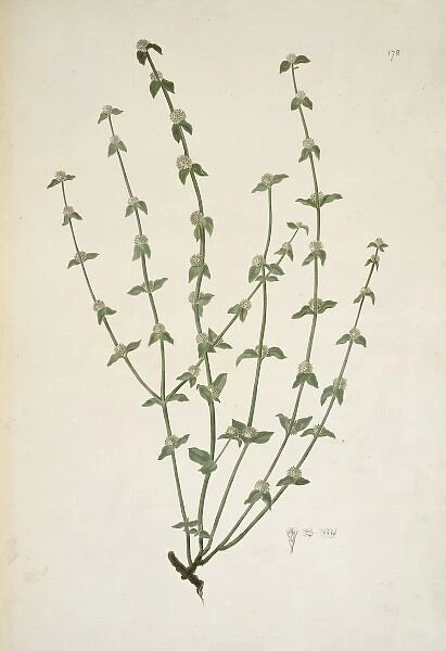 Borreria sp. weed