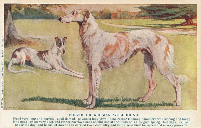 Framed Print : Borzoi. The Borzoi or Russian Hunting Sighthound is a Russian breed of Framed Print : Borzoi. The Borzoi or Russian Hunting Sighthound is a Russian breed of