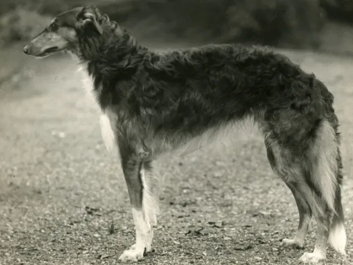 Framed Print : BORZOI / ACHILLES / TANGMERE Framed Print : BORZOI / ACHILLES / TANGMERE