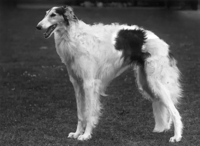 Framed Print : BORZOI / BARABAN / BRANSGORE Framed Print : BORZOI / BARABAN / BRANSGORE