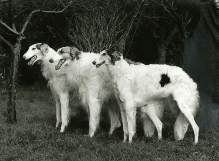 Framed Print : BORZOI / FORTROUGE / 1968 Framed Print : BORZOI / FORTROUGE / 1968