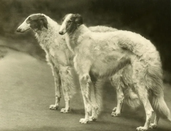 Framed Print : BORZOI / MYTHE CHAMPIONS Framed Print : BORZOI / MYTHE CHAMPIONS