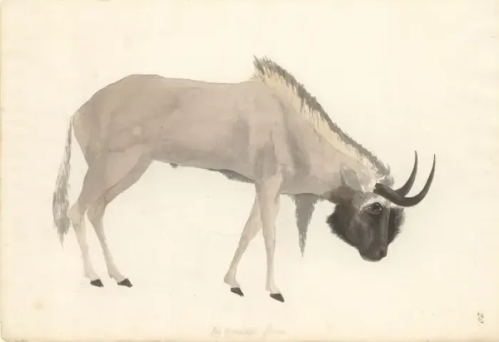 Framed Print : Bos connochaetes, wildebeest Framed Print : Bos connochaetes, wildebeest
