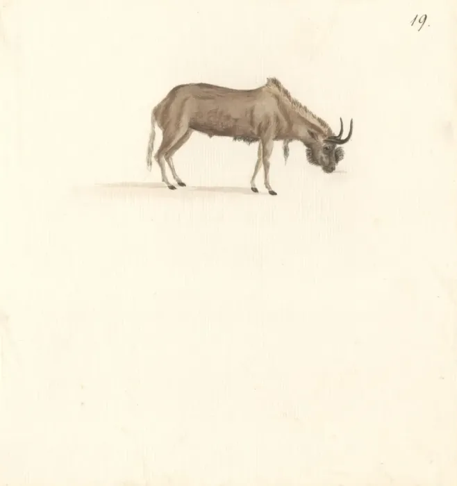 Framed Print : Bos connochaetes, wildebeest Framed Print : Bos connochaetes, wildebeest