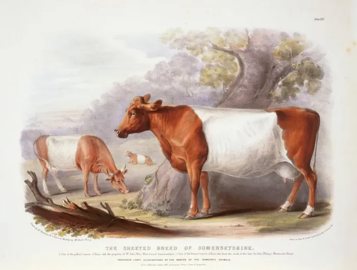 Framed Print : Bos taurus, cattle Framed Print : Bos taurus, cattle