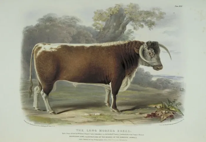Framed Print : Bos taurus, cattle Framed Print : Bos taurus, cattle
