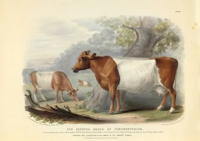 Framed Print : Bos taurus, cattle Framed Print : Bos taurus, cattle