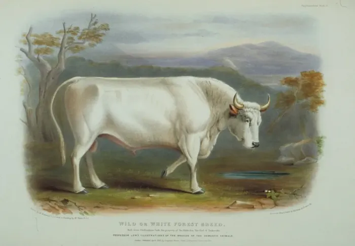 Framed Print : Bos taurus, cattle Framed Print : Bos taurus, cattle