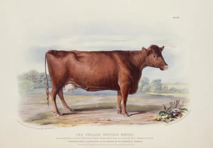 Framed Print : Bos taurus, cattle Framed Print : Bos taurus, cattle