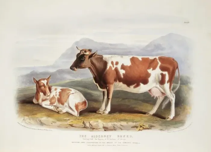 Framed Print : Bos taurus, cattle Framed Print : Bos taurus, cattle