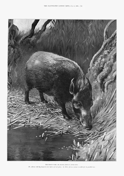 Framed Print : The bosch-vark or South African river hog, 1900 Framed Print : The bosch-vark or South African river hog, 1900