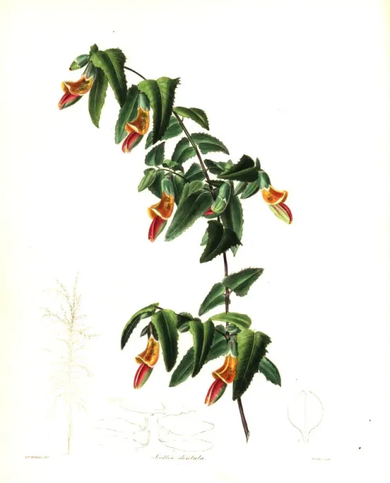 Framed Print : Bossiaea dentata Framed Print : Bossiaea dentata