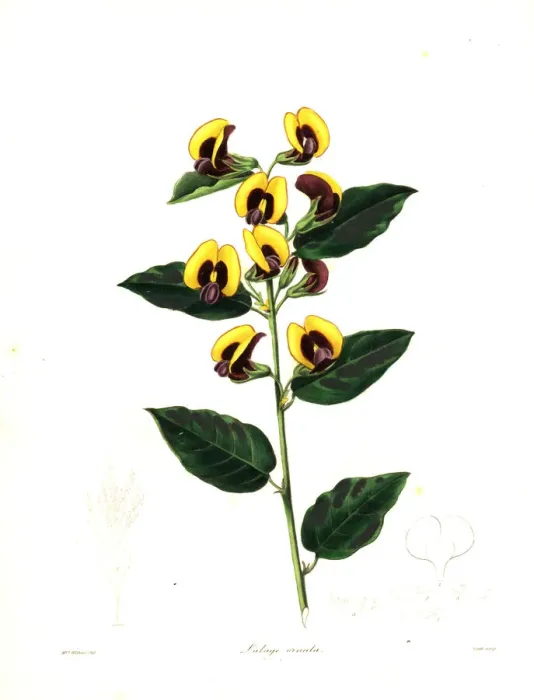 Framed Print : Bossiaea ornata Framed Print : Bossiaea ornata