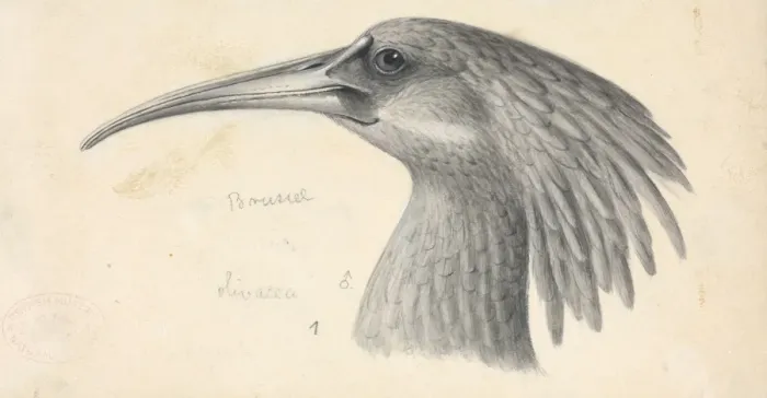 Framed Print : Bostrychia olivacea, Olive Ibis Framed Print : Bostrychia olivacea, Olive Ibis
