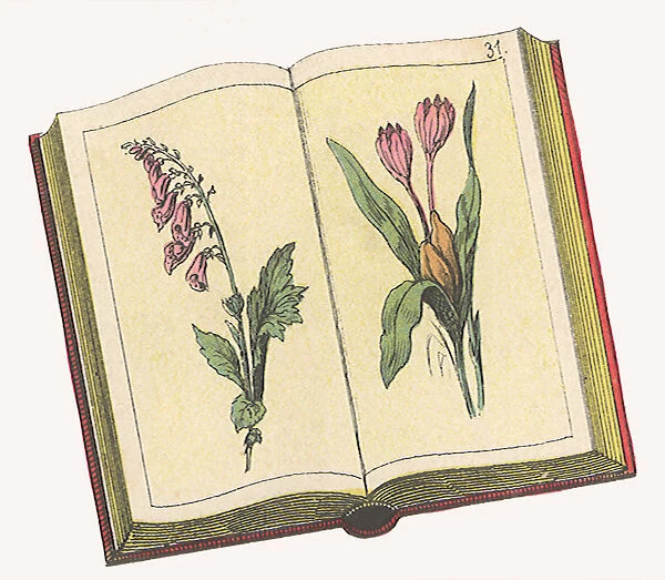 Botanical Book Date: 1880