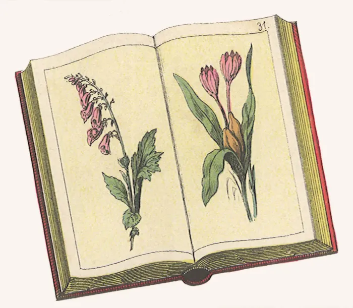Framed Print : Botanical Book Date: 1880 Framed Print : Botanical Book Date: 1880