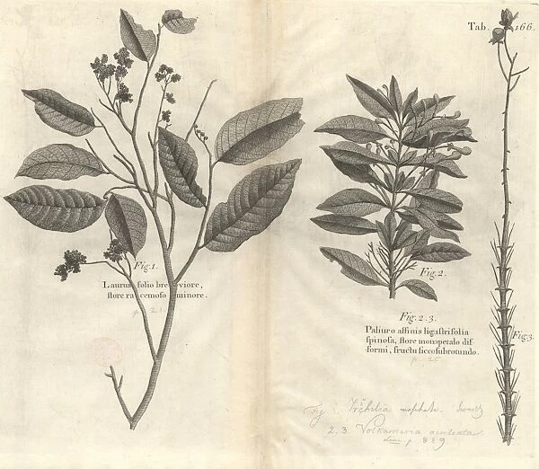 Botanical engravings