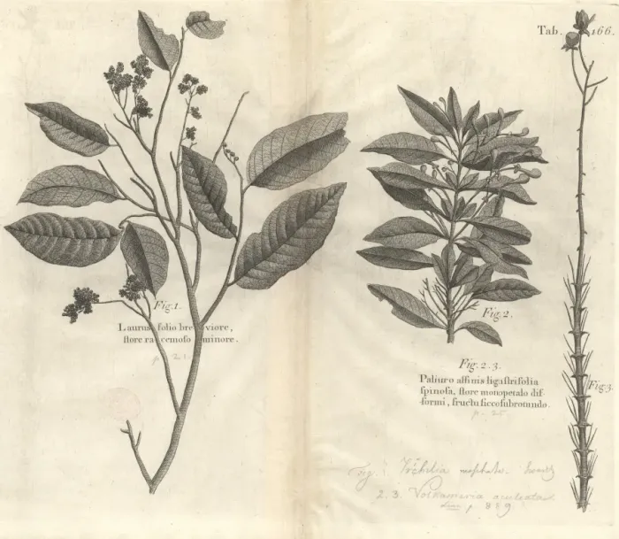 Framed Print : Botanical engravings Framed Print : Botanical engravings