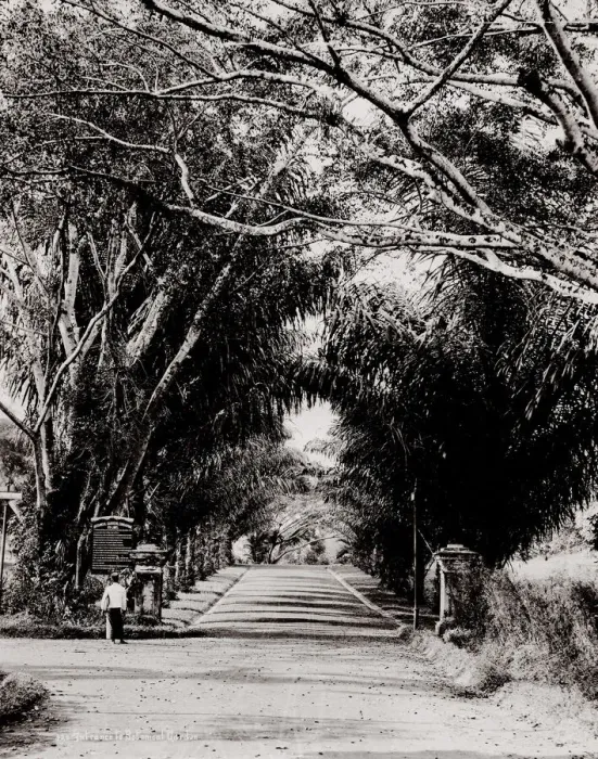 Framed Print : Botanical Gardens, Singapore Framed Print : Botanical Gardens, Singapore
