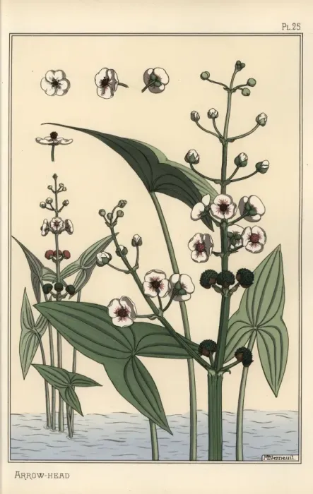 Framed Print : Botanical illustration of the arrowhead, Sagittaria Framed Print : Botanical illustration of the arrowhead, Sagittaria