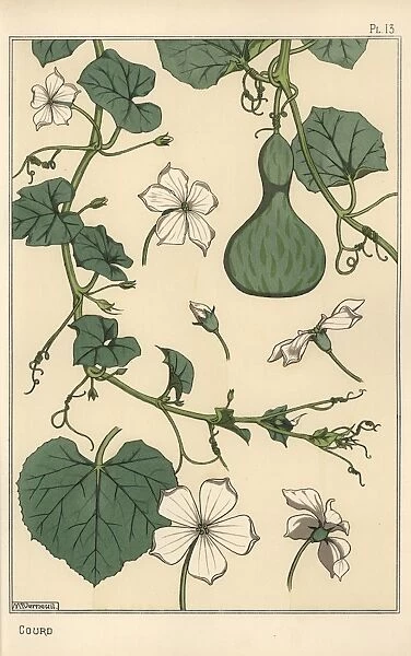 Botanical illustration of the gourd