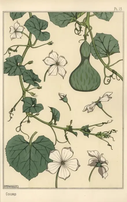 Framed Print : Botanical illustration of the gourd Framed Print : Botanical illustration of the gourd