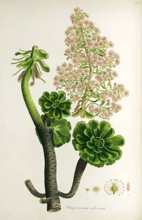 Framed Print : Botanical illustration Sempervivum arboreum Framed Print : Botanical illustration Sempervivum arboreum