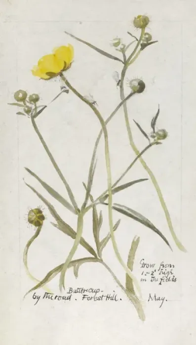 Framed Print : Botanical Sketchbook -- Buttercup Framed Print : Botanical Sketchbook -- Buttercup