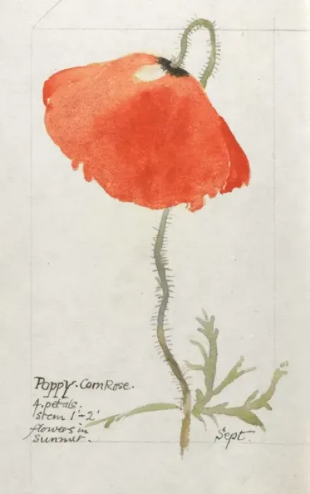 Framed Print : Botanical Sketchbook -- Corn Poppy Framed Print : Botanical Sketchbook -- Corn Poppy