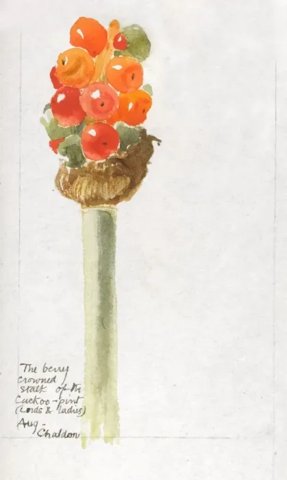 Framed Print : Botanical Sketchbook -- Cuckoo Pint Framed Print : Botanical Sketchbook -- Cuckoo Pint