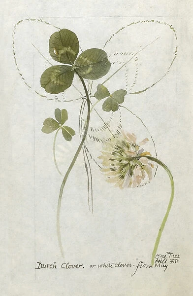 Botanical Sketchbook -- Dutch Clover