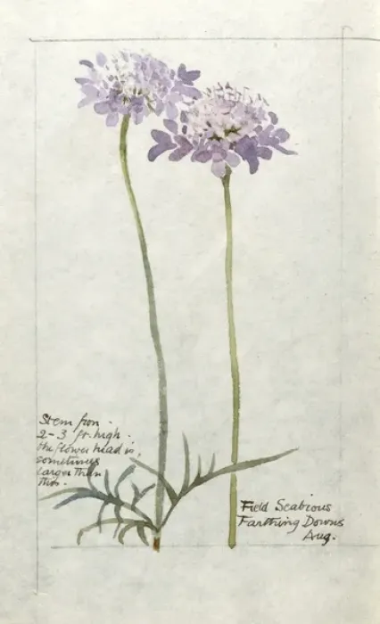 Framed Print : Botanical Sketchbook -- Field Scabious Framed Print : Botanical Sketchbook -- Field Scabious