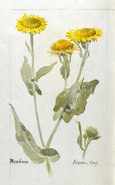 Botanical Sketchbook -- Fleabane