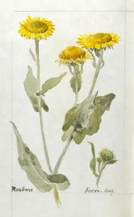 Framed Print : Botanical Sketchbook -- Fleabane Framed Print : Botanical Sketchbook -- Fleabane