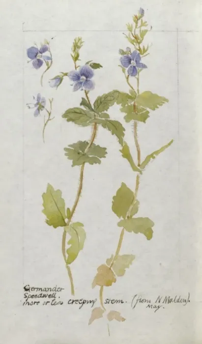Framed Print : Botanical Sketchbook -- Germander Speedwell Framed Print : Botanical Sketchbook -- Germander Speedwell
