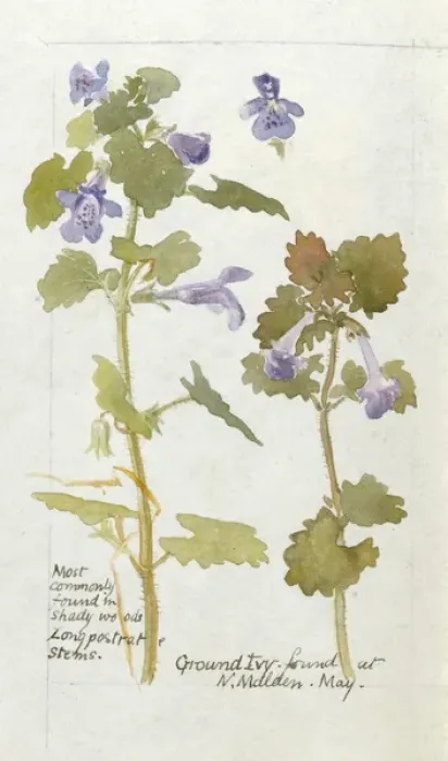 Framed Print : Botanical Sketchbook -- Ground Ivy Framed Print : Botanical Sketchbook -- Ground Ivy