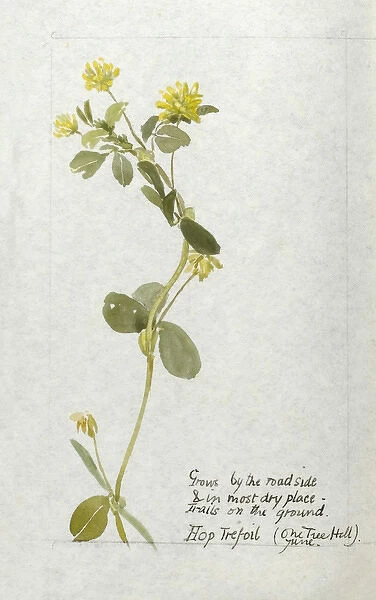 Botanical Sketchbook -- Hop Trefoil