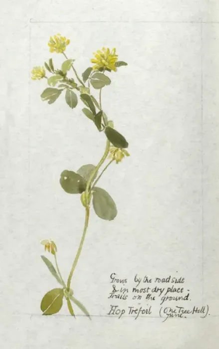 Framed Print : Botanical Sketchbook -- Hop Trefoil Framed Print : Botanical Sketchbook -- Hop Trefoil