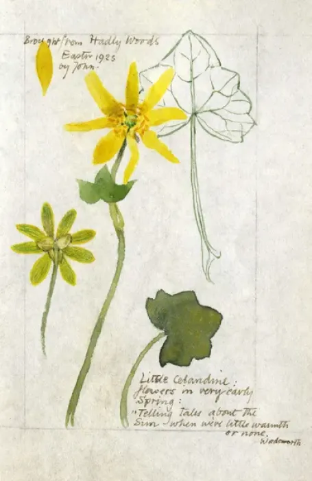 Framed Print : Botanical Sketchbook -- Little Celandine Framed Print : Botanical Sketchbook -- Little Celandine