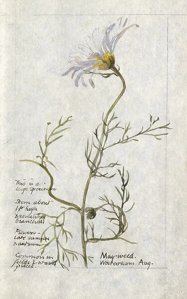 Botanical Sketchbook -- Mayweed