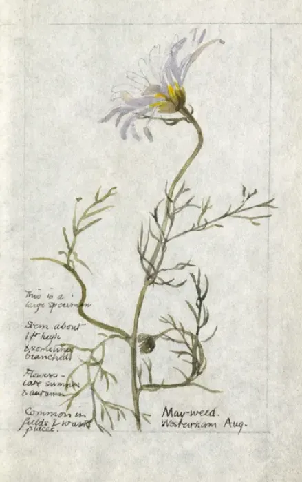 Framed Print : Botanical Sketchbook -- Mayweed Framed Print : Botanical Sketchbook -- Mayweed