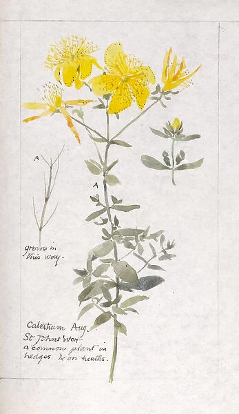 Botanical Sketchbook -- St Johns Wort