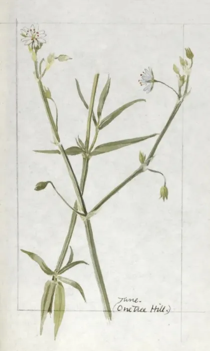 Framed Print : Botanical Sketchbook -- wild flower Framed Print : Botanical Sketchbook -- wild flower
