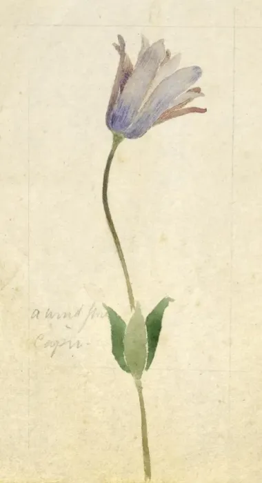 Framed Print : Botanical Sketchbook -- wild flower Framed Print : Botanical Sketchbook -- wild flower