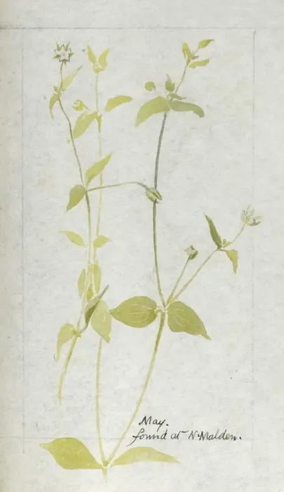 Framed Print : Botanical Sketchbook -- wild flower Framed Print : Botanical Sketchbook -- wild flower