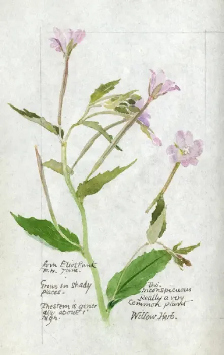 Framed Print : Botanical Sketchbook -- Willow Herb Framed Print : Botanical Sketchbook -- Willow Herb